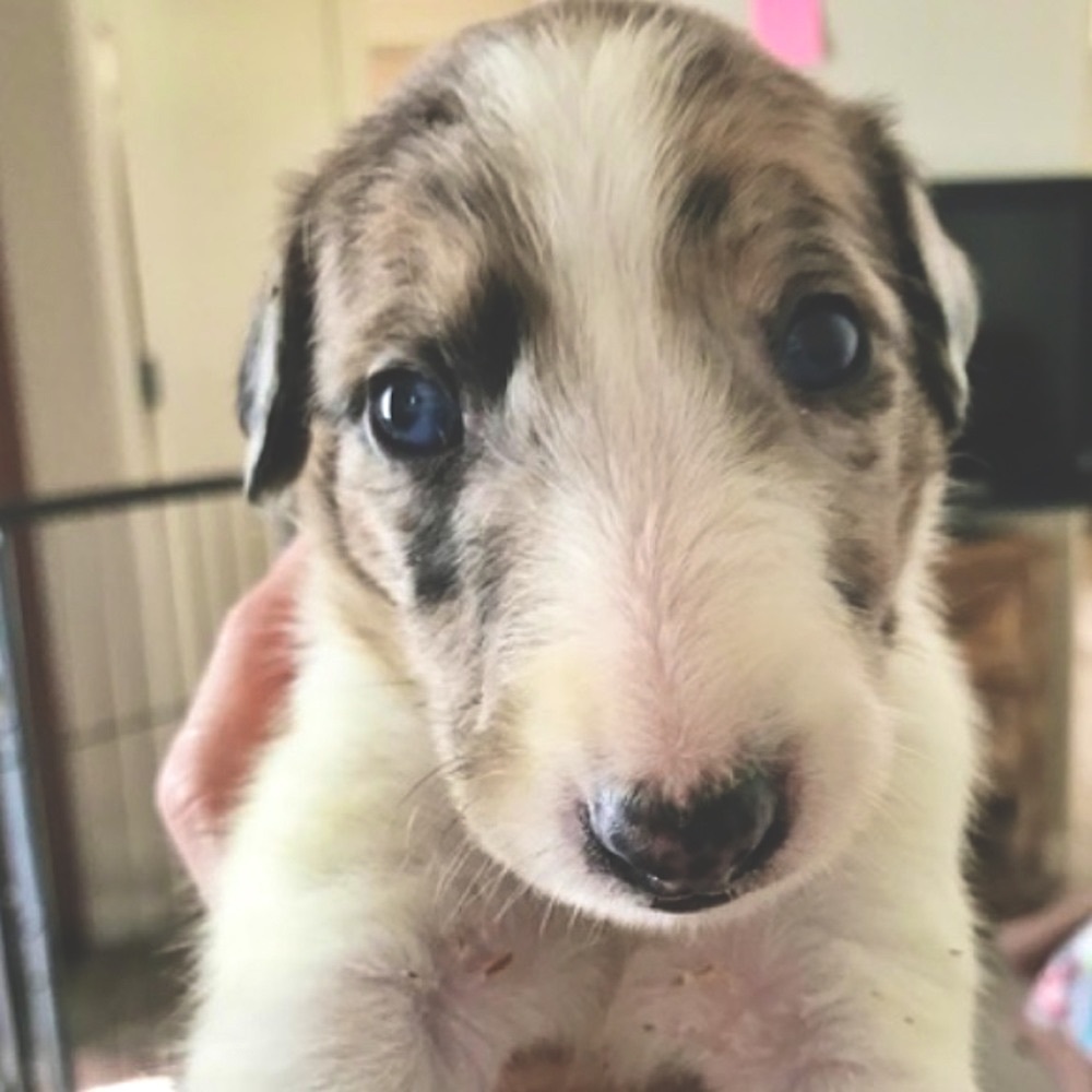 Meet your Posher, Luxury Hound, Zeus.